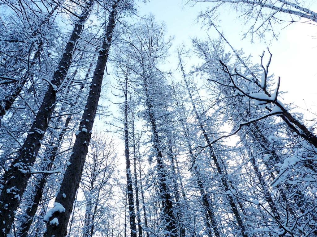 Shin Furano Prince Hotel Exterior foto Snow-covered trees in the Black Forest
